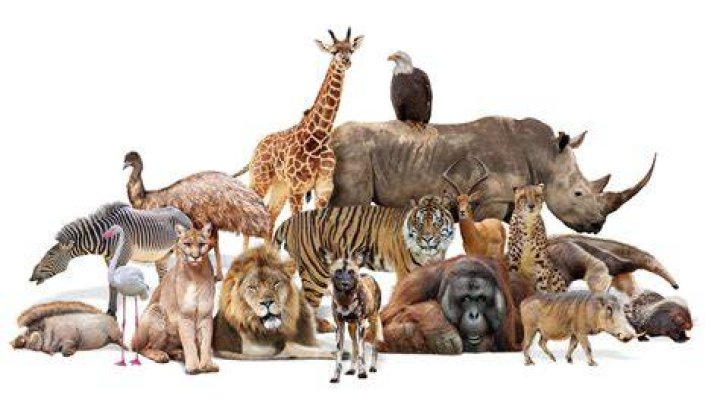 Animals
