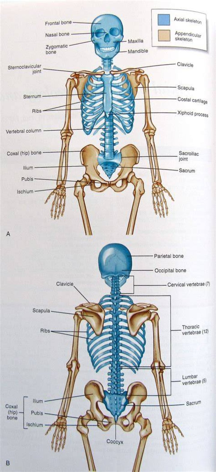 Appendicular Skeleton Labeling