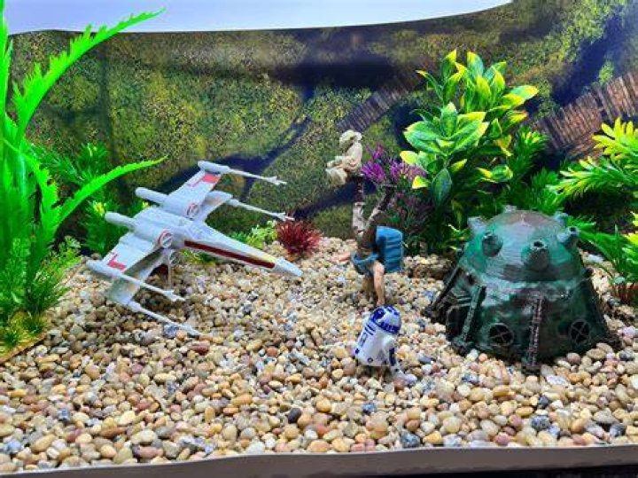 Aquarium Fish Star Wars Jedi: Survivor