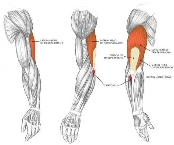 ARMS