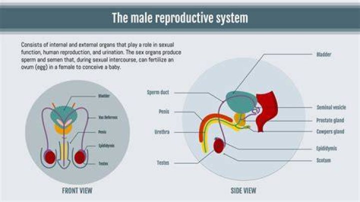 Basic Male Reproductive