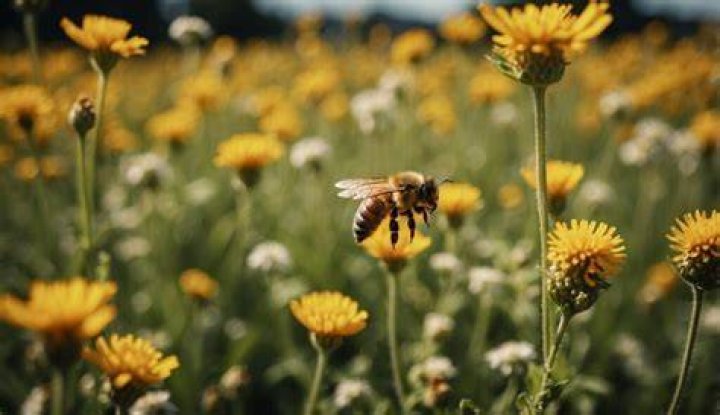 Bee