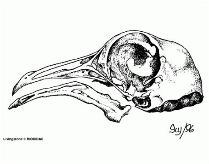 [Bird skull lateral] Quiz
