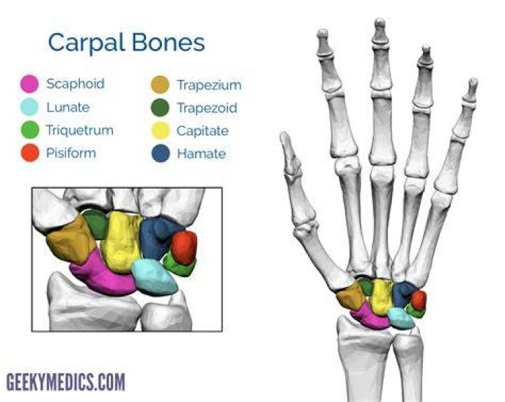 Carpal Bones