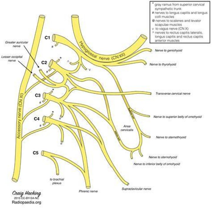 Cervical Plexus