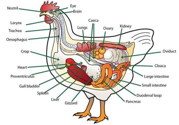 Chicken Anatomy Quiz