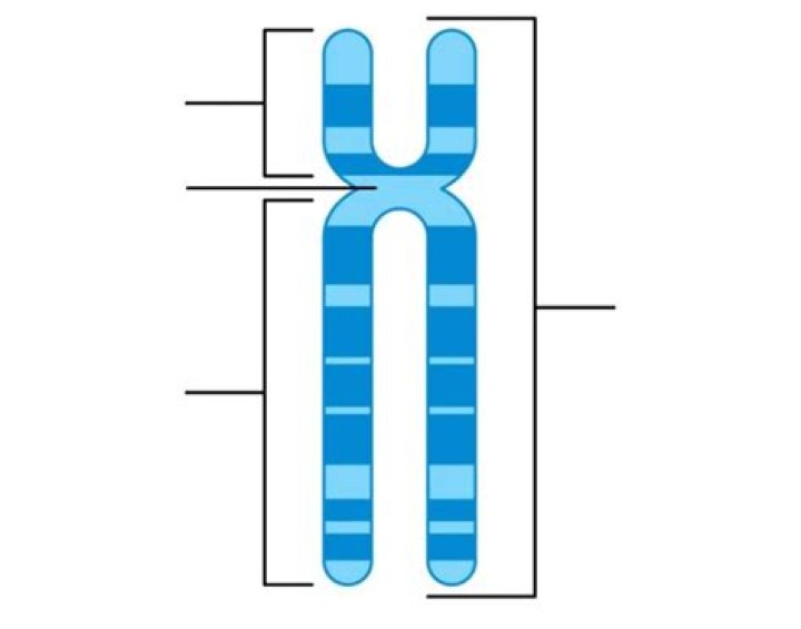 Chromosome labeling Quiz