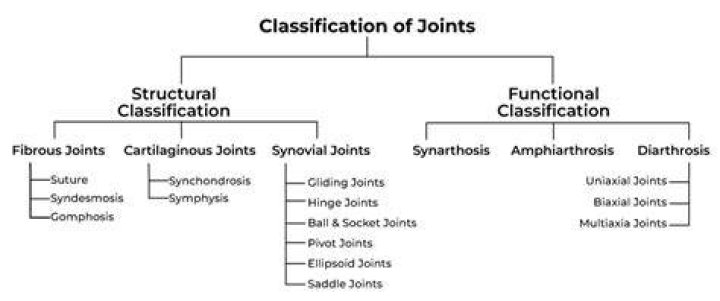 Classification of Joints