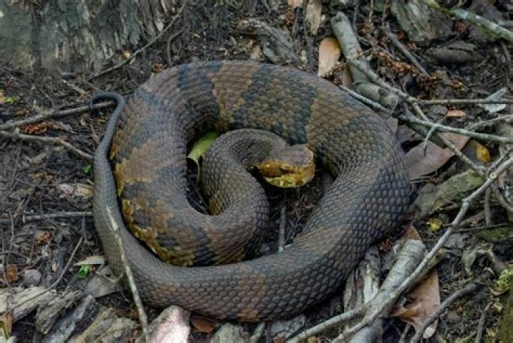 Cottonmouth