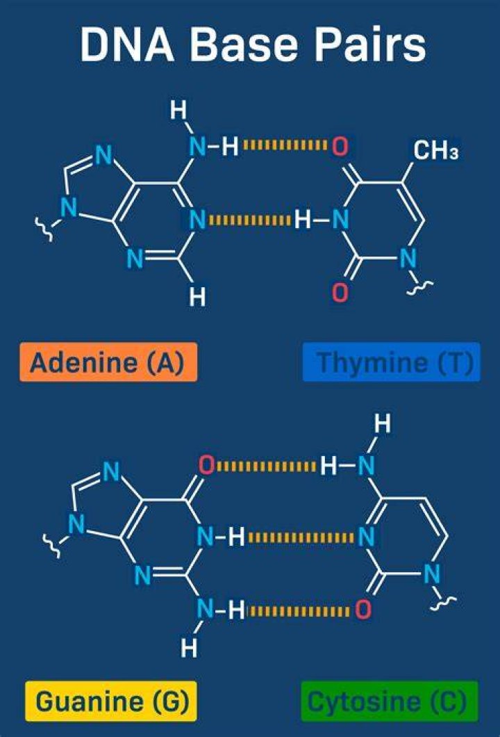 DNA Base Structure
