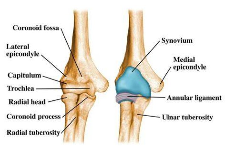 Elbow joint anatomy