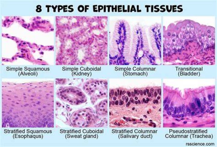 Epithelial Tissues Identification