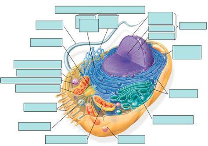 Eukaryotic Cell Labeling