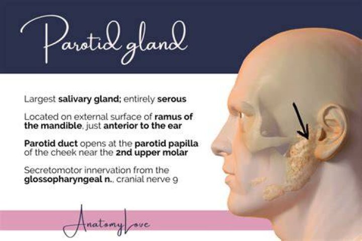 Face - Parotid gland