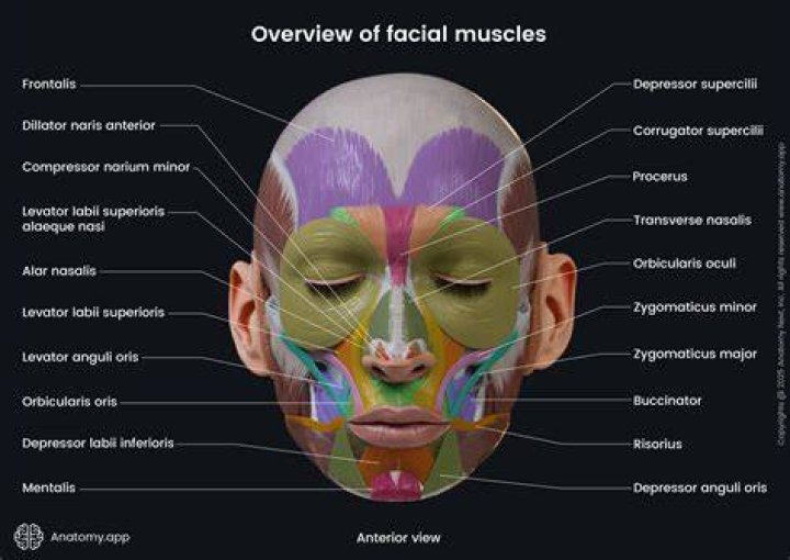 Facial Muscles
