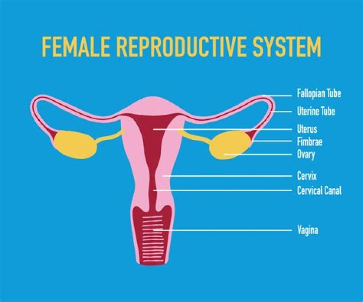 Female Reproductive Basic