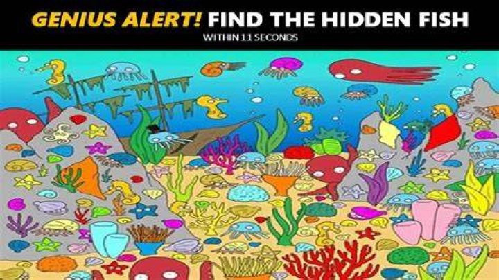 find the fish