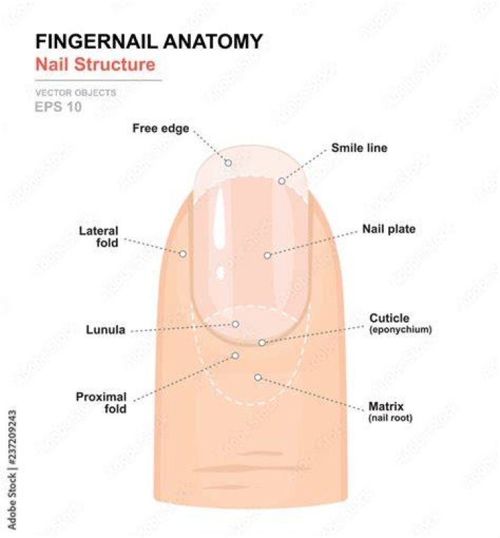 Finger Nail Anatomy