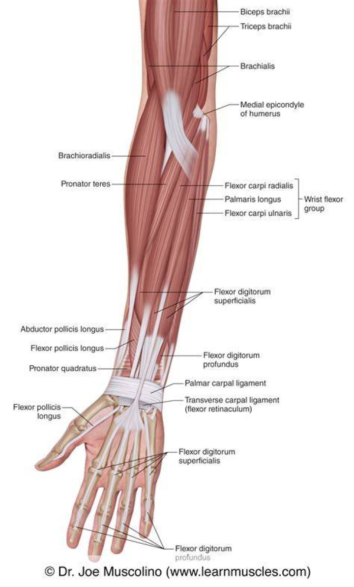 Forearm Anterior Muscles