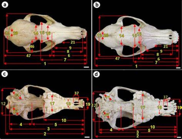 [Fox skull ventral]