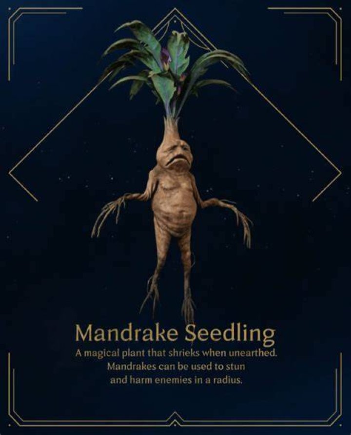 Hogwarts Legacy Developers Tease The Mandrake Seedling