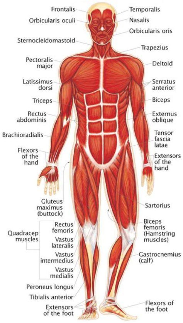 Human Muscular System