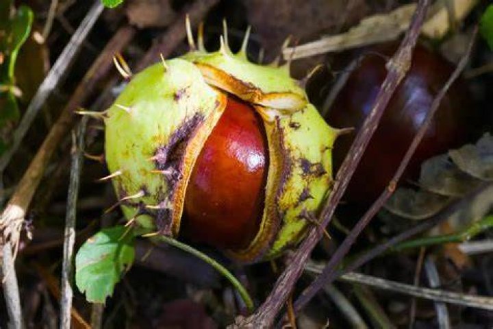 Image for Conker is in Project Spark