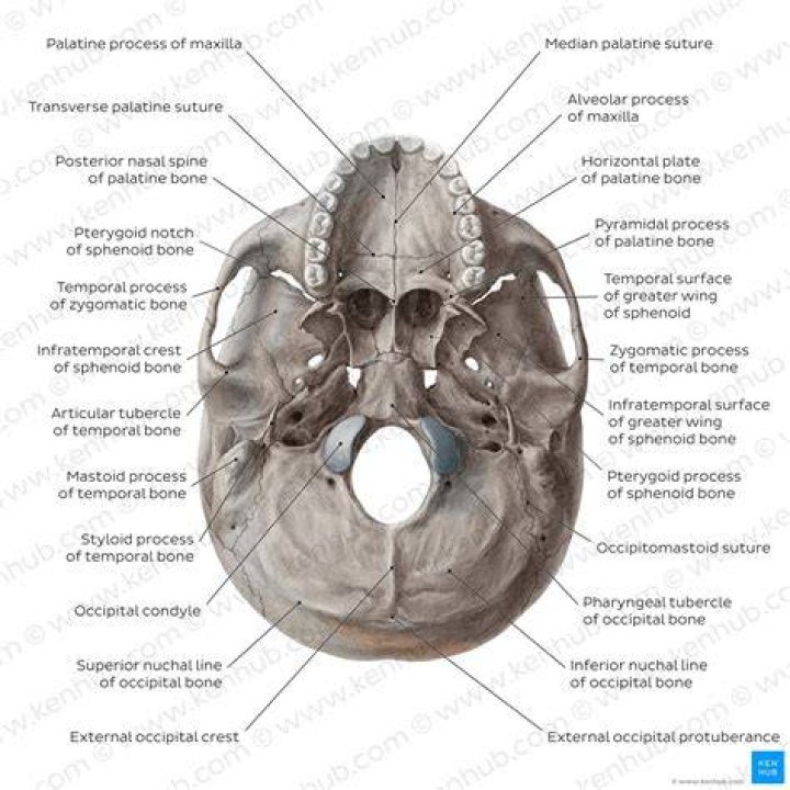 Inferior Skull