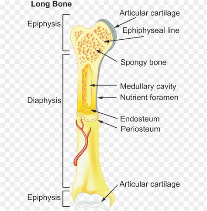 Label a Long Bone