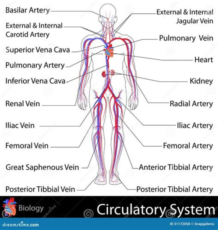 Label the Circulatory System