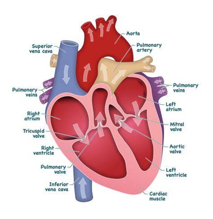 Label the Heart