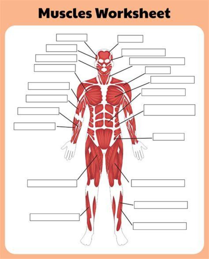 Label the Muscles