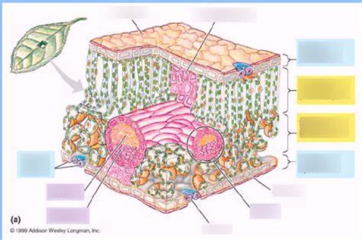 Leaf Structure Quiz