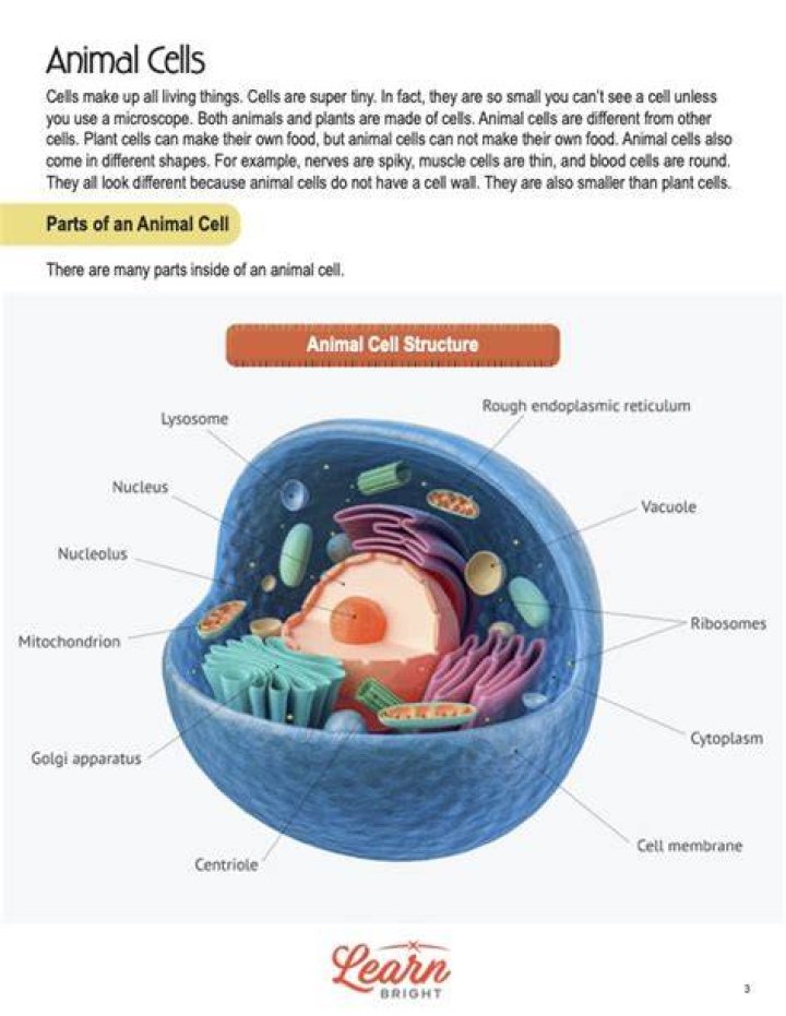 Learn Animal Cells