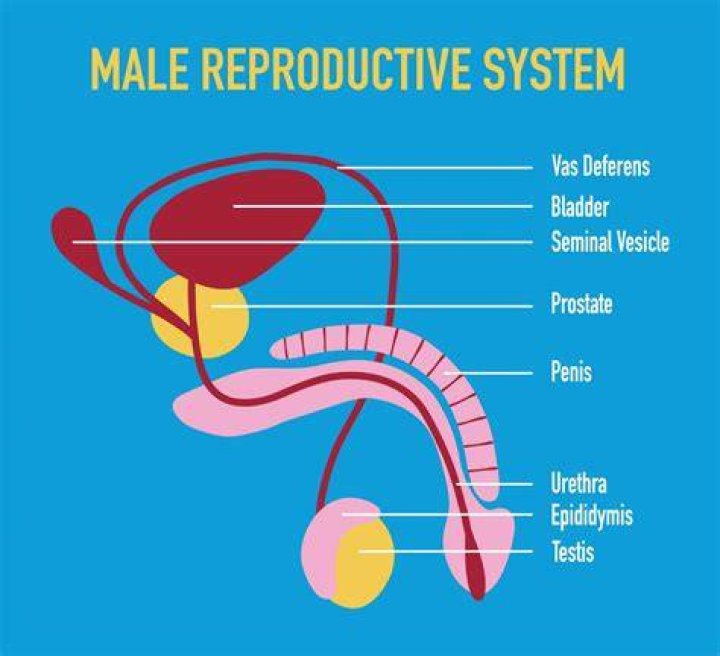 male reproductive system