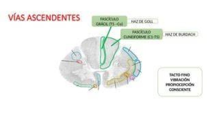 Neuroanatomia1