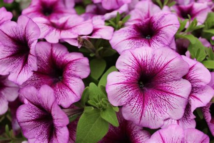 Petunia