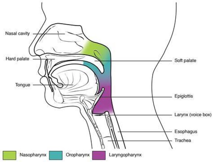 Pharynx - Sagital View