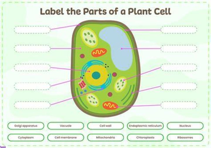 Plant Cell Organelles Labeling Interactive