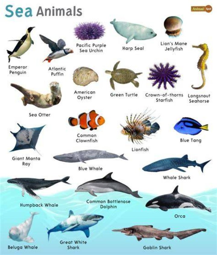 Sea Animals