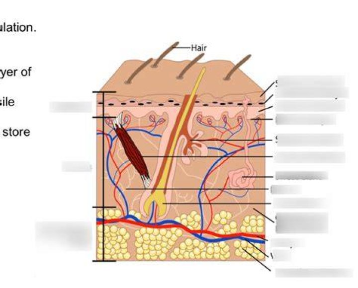 Skin Labeling