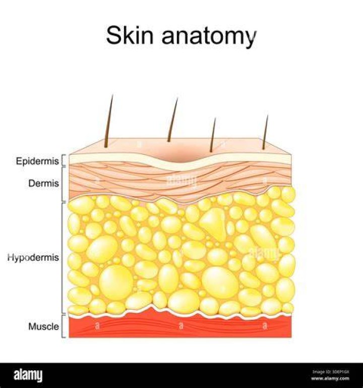 Skin Structure