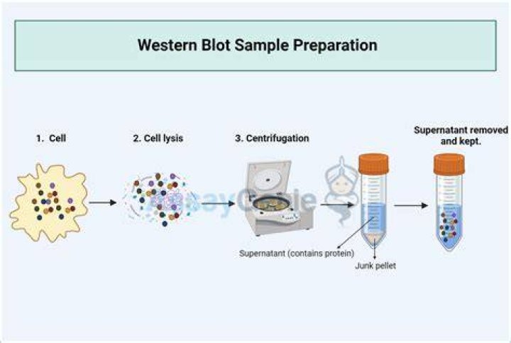 the blot!