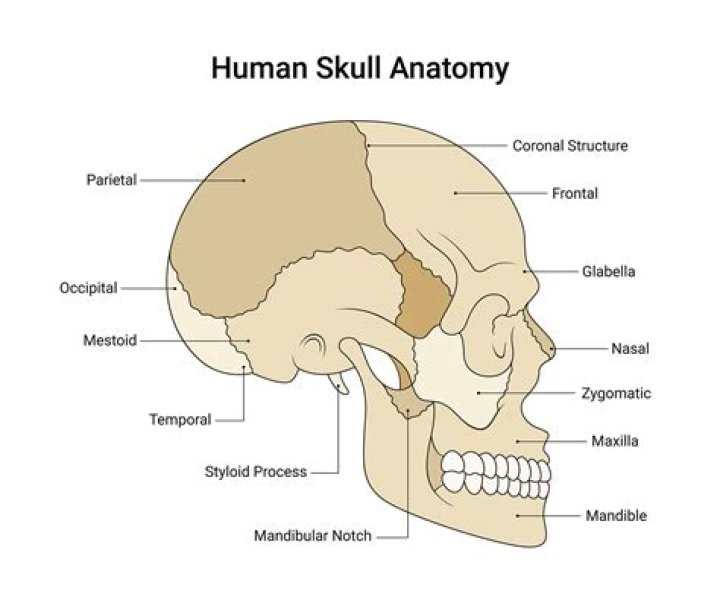 The Human Skull