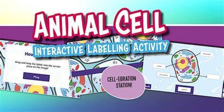 This animal cell needs labelling!