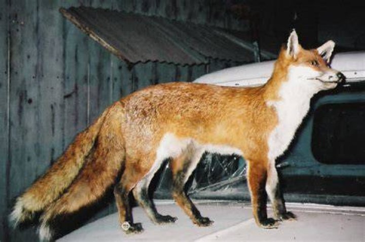 Two-Tailed Fox